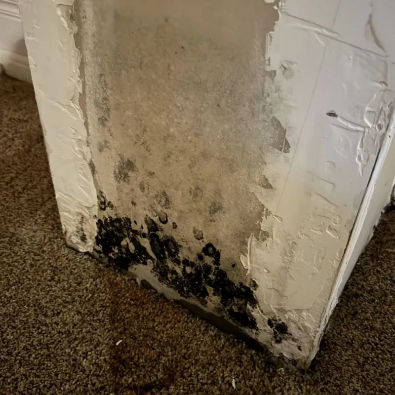 Professional Mold Removal in Saraland, AL
